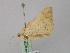  ( - BC ZSM Lep 46826)  @12 [ ] CreativeCommons - Attribution Non-Commercial Share-Alike (2010) Axel Hausmann/Bavarian State Collection of Zoology (ZSM) SNSB, Zoologische Staatssammlung Muenchen