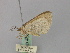  ( - BC ZSM Lep 46843)  @12 [ ] CreativeCommons - Attribution Non-Commercial Share-Alike (2010) Axel Hausmann/Bavarian State Collection of Zoology (ZSM) SNSB, Zoologische Staatssammlung Muenchen