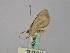  (Chiasmia AH03SA - BC ZSM Lep 46849)  @11 [ ] CreativeCommons - Attribution Non-Commercial Share-Alike (2010) Axel Hausmann/Bavarian State Collection of Zoology (ZSM) SNSB, Zoologische Staatssammlung Muenchen