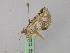  ( - BC ZSM Lep 46854)  @11 [ ] CreativeCommons - Attribution Non-Commercial Share-Alike (2010) Axel Hausmann/Bavarian State Collection of Zoology (ZSM) SNSB, Zoologische Staatssammlung Muenchen