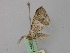  ( - BC ZSM Lep 46855)  @12 [ ] CreativeCommons - Attribution Non-Commercial Share-Alike (2010) Axel Hausmann/Bavarian State Collection of Zoology (ZSM) SNSB, Zoologische Staatssammlung Muenchen