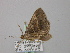  ( - BC ZSM Lep 46864)  @12 [ ] CreativeCommons - Attribution Non-Commercial Share-Alike (2010) Axel Hausmann/Bavarian State Collection of Zoology (ZSM) SNSB, Zoologische Staatssammlung Muenchen