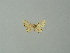  (Idaea AH02Md - BC ZSM Lep 41289)  @13 [ ] CreativeCommons - Attribution Non-Commercial Share-Alike (2012) Axel Hausmann/Bavarian State Collection of Zoology (ZSM) SNSB, Zoologische Staatssammlung Muenchen