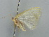  (Phaiogramma AH01 - BC ZSM Lep 41298)  @13 [ ] CreativeCommons - Attribution Non-Commercial Share-Alike (2011) Axel Hausmann/Bavarian State Collection of Zoology (ZSM) SNSB, Zoologische Staatssammlung Muenchen