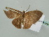  (Pycnostega AH03Md - BC ZSM Lep 42382)  @12 [ ] CreativeCommons - Attribution Non-Commercial Share-Alike (2011) Axel Hausmann/Bavarian State Collection of Zoology (ZSM) SNSB, Zoologische Staatssammlung Muenchen