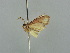  (Idaea AH07Md - BC ZSM Lep 42385)  @13 [ ] CreativeCommons - Attribution Non-Commercial Share-Alike (2011) Axel Hausmann/Bavarian State Collection of Zoology (ZSM) SNSB, Zoologische Staatssammlung Muenchen
