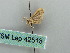  (Idaea AH01Gm - BC ZSM Lep 42518)  @12 [ ] CreativeCommons - Attribution Non-Commercial Share-Alike (2011) Axel Hausmann/Bavarian State Collection of Zoology (ZSM) SNSB, Zoologische Staatssammlung Muenchen