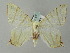  (Ourapteryx AH01Bu - BC ZSM Lep 51647)  @11 [ ] CreativeCommons - Attribution Non-Commercial Share-Alike (2011) Axel Hausmann/Bavarian State Collection of Zoology (ZSM) SNSB, Zoologische Staatssammlung Muenchen