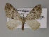  ( - BC ZSM Lep 52699)  @11 [ ] CreativeCommons - Attribution Non-Commercial Share-Alike (2011) Axel Hausmann/Bavarian State Collection of Zoology (ZSM) SNSB, Zoologische Staatssammlung Muenchen