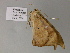  (Oxydia platypterataAH02VeEc - BC ZSM Lep 52762)  @12 [ ] CreativeCommons - Attribution Non-Commercial Share-Alike (2011) Axel Hausmann/Bavarian State Collection of Zoology (ZSM) SNSB, Zoologische Staatssammlung Muenchen