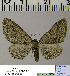  ( - BC ZSM Lep 54504)  @13 [ ] Copyright (2011) Axel Hausmann/Bavarian State Collection of Zoology (ZSM) SNSB, Zoologische Staatssammlung Muenchen