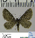  (Eupithecia HL01Ru - BC ZSM Lep 54507)  @13 [ ] Copyright (2011) Axel Hausmann/Bavarian State Collection of Zoology (ZSM) SNSB, Zoologische Staatssammlung Muenchen