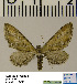  (Eupithecia HL02Ru - BC ZSM Lep 54508)  @13 [ ] Copyright (2011) Axel Hausmann/Bavarian State Collection of Zoology (ZSM) SNSB, Zoologische Staatssammlung Muenchen