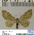  (Eupithecia HL03Ru - BC ZSM Lep 54509)  @13 [ ] Copyright (2011) Axel Hausmann/Bavarian State Collection of Zoology (ZSM) SNSB, Zoologische Staatssammlung Muenchen