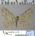  (Alcis subrepandataHL01Ru - BC ZSM Lep 54512)  @13 [ ] Copyright (2011) Axel Hausmann/Bavarian State Collection of Zoology (ZSM) SNSB, Zoologische Staatssammlung Muenchen