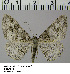  (Alcis HL02Ru - BC ZSM Lep 54514)  @11 [ ] Copyright (2011) Axel Hausmann/Bavarian State Collection of Zoology (ZSM) SNSB, Zoologische Staatssammlung Muenchen