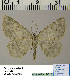  (Gnophos HL01Ru - BC ZSM Lep 54515)  @12 [ ] Copyright (2011) Axel Hausmann/Bavarian State Collection of Zoology (ZSM) SNSB, Zoologische Staatssammlung Muenchen