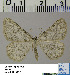  (Gnophos HL02Ru - BC ZSM Lep 54516)  @14 [ ] Copyright (2011) Axel Hausmann/Bavarian State Collection of Zoology (ZSM) SNSB, Zoologische Staatssammlung Muenchen