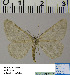  (Gnophos HL03Ru - BC ZSM Lep 54517)  @13 [ ] Copyright (2011) Axel Hausmann/Bavarian State Collection of Zoology (ZSM) SNSB, Zoologische Staatssammlung Muenchen