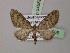  (Eupithecia icterata - BC ZSM Lep 54559)  @15 [ ] Copyright (2011) Axel Hausmann/Bavarian State Collection of Zoology (ZSM) SNSB, Zoologische Staatssammlung Muenchen