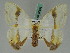  (Macrocilix mysticata flavotincta - BC ZSM Lep 42665)  @14 [ ] CreativeCommons - Attribution Non-Commercial Share-Alike (2010) Axel Hausmann/Bavarian State Collection of Zoology (ZSM) SNSB, Zoologische Staatssammlung Muenchen