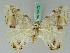  ( - BC ZSM Lep 42672)  @11 [ ] CreativeCommons - Attribution Non-Commercial Share-Alike (2010) Axel Hausmann/Bavarian State Collection of Zoology (ZSM) SNSB, Zoologische Staatssammlung Muenchen