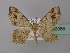  ( - BC ZSM Lep 43088)  @12 [ ] CreativeCommons - Attribution Non-Commercial Share-Alike (2010) Axel Hausmann/Bavarian State Collection of Zoology (ZSM) SNSB, Zoologische Staatssammlung Muenchen