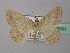  ( - BC ZSM Lep 43091)  @14 [ ] CreativeCommons - Attribution Non-Commercial Share-Alike (2010) Axel Hausmann/Bavarian State Collection of Zoology (ZSM) SNSB, Zoologische Staatssammlung Muenchen