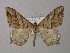  ( - BC ZSM Lep 43097)  @13 [ ] CreativeCommons - Attribution Non-Commercial Share-Alike (2010) Axel Hausmann/Bavarian State Collection of Zoology (ZSM) SNSB, Zoologische Staatssammlung Muenchen