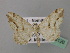  ( - BC ZSM Lep 43126)  @12 [ ] CreativeCommons - Attribution Non-Commercial Share-Alike (2010) Axel Hausmann/Bavarian State Collection of Zoology (ZSM) SNSB, Zoologische Staatssammlung Muenchen