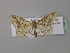  (Chiasmia diarmodia - BC ZSM Lep 43130)  @13 [ ] CreativeCommons - Attribution Non-Commercial Share-Alike (2010) Axel Hausmann/Bavarian State Collection of Zoology (ZSM) SNSB, Zoologische Staatssammlung Muenchen