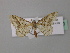  ( - BC ZSM Lep 43130)  @13 [ ] CreativeCommons - Attribution Non-Commercial Share-Alike (2010) Axel Hausmann/Bavarian State Collection of Zoology (ZSM) SNSB, Zoologische Staatssammlung Muenchen