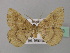  (Lhommeia AH01Nm - BC ZSM Lep 43143)  @11 [ ] CreativeCommons - Attribution Non-Commercial Share-Alike (2010) Axel Hausmann/Bavarian State Collection of Zoology (ZSM) SNSB, Zoologische Staatssammlung Muenchen