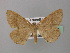  ( - BC ZSM Lep 43144)  @11 [ ] CreativeCommons - Attribution Non-Commercial Share-Alike (2010) Axel Hausmann/Bavarian State Collection of Zoology (ZSM) SNSB, Zoologische Staatssammlung Muenchen