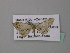  (Idaea AH03Nm - BC ZSM Lep 43153)  @11 [ ] CreativeCommons - Attribution Non-Commercial Share-Alike (2010) Axel Hausmann/Bavarian State Collection of Zoology (ZSM) SNSB, Zoologische Staatssammlung Muenchen