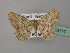  ( - BC ZSM Lep 43177)  @13 [ ] CreativeCommons - Attribution Non-Commercial Share-Alike (2010) Axel Hausmann/Bavarian State Collection of Zoology (ZSM) SNSB, Zoologische Staatssammlung Muenchen