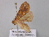  ( - BC ZSM Lep 43186)  @13 [ ] CreativeCommons - Attribution Non-Commercial Share-Alike (2010) Axel Hausmann/Bavarian State Collection of Zoology (ZSM) SNSB, Zoologische Staatssammlung Muenchen