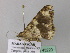  ( - BC ZSM Lep 43220)  @12 [ ] CreativeCommons - Attribution Non-Commercial Share-Alike (2010) Axel Hausmann/Bavarian State Collection of Zoology (ZSM) SNSB, Zoologische Staatssammlung Muenchen