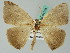  (Herbita cyclopeataAH01Br - BC ZSM Lep 44134)  @14 [ ] CreativeCommons - Attribution Non-Commercial Share-Alike (2010) Axel Hausmann/Bavarian State Collection of Zoology (ZSM) SNSB, Zoologische Staatssammlung Muenchen