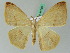  (Acrostatheusis reducta - BC ZSM Lep 44189)  @14 [ ] CreativeCommons - Attribution Non-Commercial Share-Alike (2010) Axel Hausmann/Bavarian State Collection of Zoology (ZSM) SNSB, Zoologische Staatssammlung Muenchen