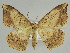  ( - BC ZSM Lep 44442)  @15 [ ] CreativeCommons - Attribution Non-Commercial Share-Alike (2010) Axel Hausmann/Bavarian State Collection of Zoology (ZSM) SNSB, Zoologische Staatssammlung Muenchen