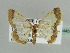  (Zamarada denticatella - BC ZSM Lep 44459)  @14 [ ] CreativeCommons - Attribution Non-Commercial Share-Alike (2010) Axel Hausmann/Bavarian State Collection of Zoology (ZSM) SNSB, Zoologische Staatssammlung Muenchen