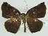  (Mesocoela obscura - BC ZSM Lep 44478)  @14 [ ] CreativeCommons - Attribution Non-Commercial Share-Alike (2010) Axel Hausmann/Bavarian State Collection of Zoology (ZSM) SNSB, Zoologische Staatssammlung Muenchen