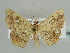  (Egnasia vicaria - BC ZSM Lep 44491)  @15 [ ] CreativeCommons - Attribution Non-Commercial Share-Alike (2010) Axel Hausmann/Bavarian State Collection of Zoology (ZSM) SNSB, Zoologische Staatssammlung Muenchen