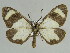  (Geodena AH02Tz - BC ZSM Lep 44506)  @14 [ ] CreativeCommons - Attribution Non-Commercial Share-Alike (2010) Axel Hausmann/Bavarian State Collection of Zoology (ZSM) SNSB, Zoologische Staatssammlung Muenchen