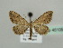  (Idaea attenuaria - BC ZSM Lep 45105)  @14 [ ] CreativeCommons - Attribution Non-Commercial Share-Alike (2010) Axel Hausmann/Bavarian State Collection of Zoology (ZSM) SNSB, Zoologische Staatssammlung Muenchen