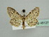  (Idaea atlantica - BC ZSM Lep 45127)  @14 [ ] CreativeCommons - Attribution Non-Commercial Share-Alike (2010) Axel Hausmann/Bavarian State Collection of Zoology (ZSM) SNSB, Zoologische Staatssammlung Muenchen