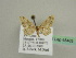  (Idaea AH05Et - BC ZSM Lep 45483)  @13 [ ] CreativeCommons - Attribution Non-Commercial Share-Alike (2010) Axel Hausmann/Bavarian State Collection of Zoology (ZSM) SNSB, Zoologische Staatssammlung Muenchen