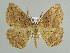  (Megalycinia serraria - BC ZSM Lep 45548)  @15 [ ] CreativeCommons - Attribution Non-Commercial Share-Alike (2010) Axel Hausmann/Bavarian State Collection of Zoology (ZSM) SNSB, Zoologische Staatssammlung Muenchen