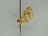  ( - BC ZSM Lep 47439)  @12 [ ] CreativeCommons - Attribution Non-Commercial Share-Alike (2010) Axel Hausmann/Bavarian State Collection of Zoology (ZSM) SNSB, Zoologische Staatssammlung Muenchen